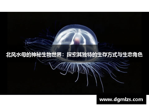 北风水母的神秘生物世界：探索其独特的生存方式与生态角色